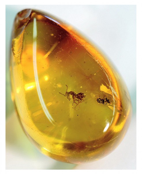 капля янтаря